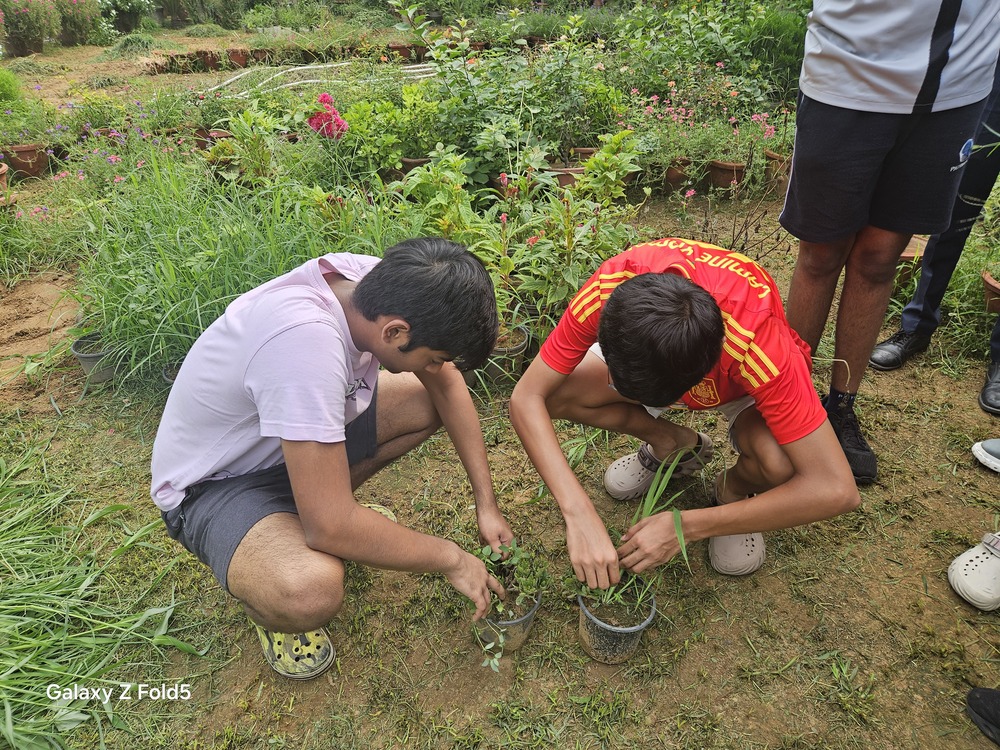 Sapling Planting and Wheat Plucking