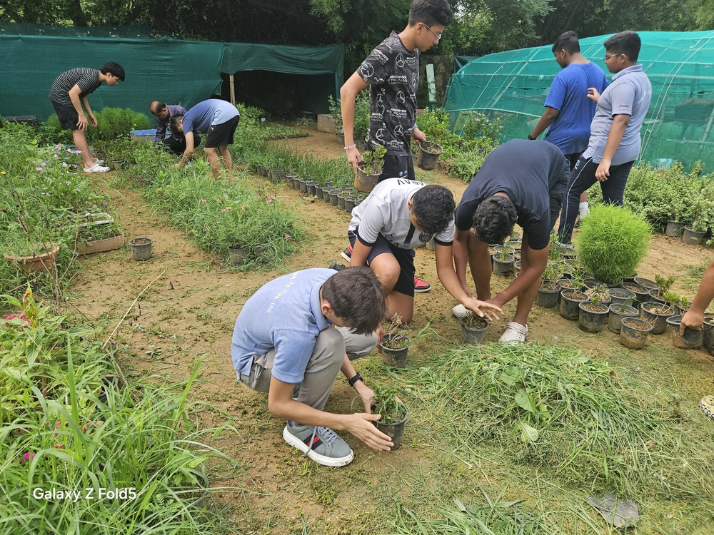 Sapling Planting and Wheat Plucking