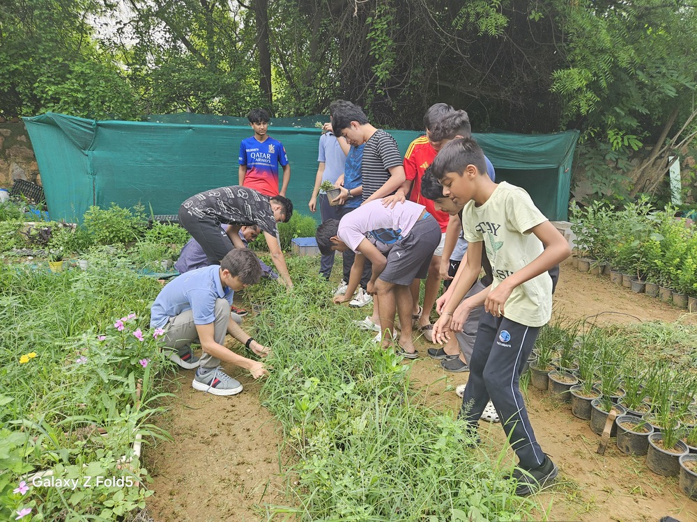 Sapling Planting and Wheat Plucking